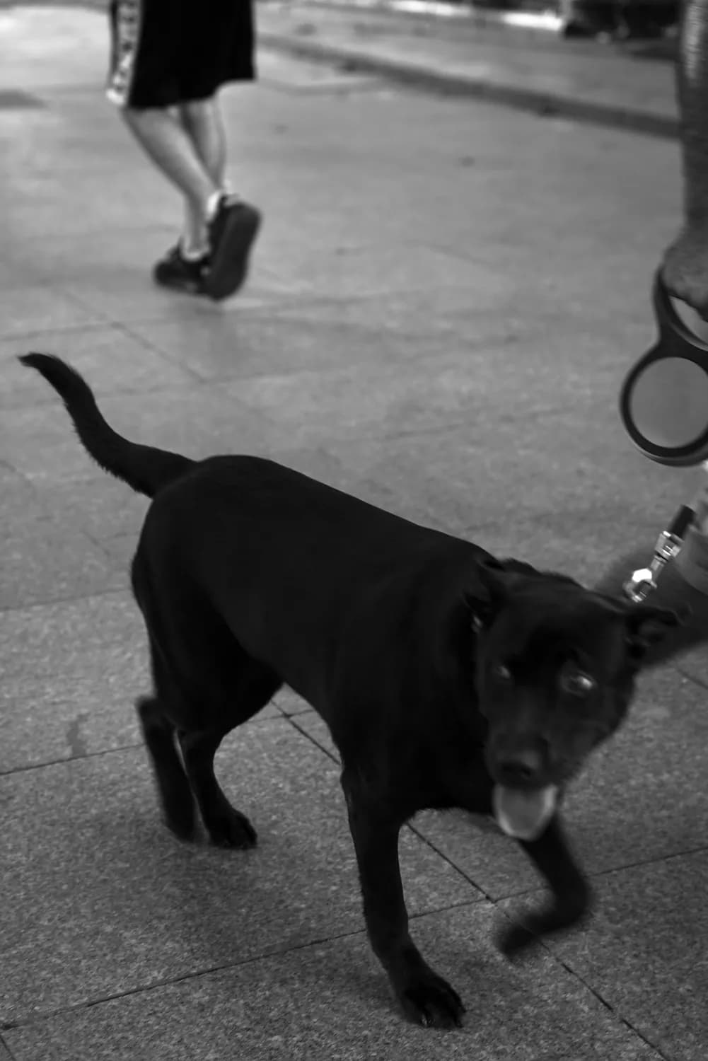 纽约警犬：城市安全的超级战士