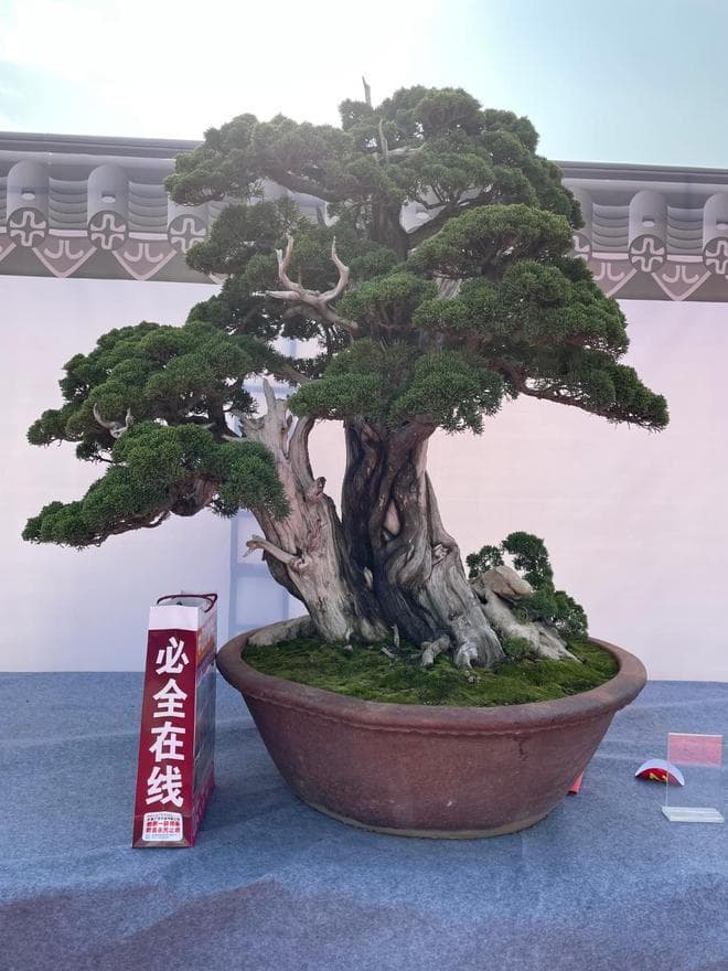 冬季盆景管理大揭秘，这些技巧让你的植物瞬间变美！