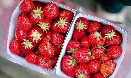 怎么保存草莓最好