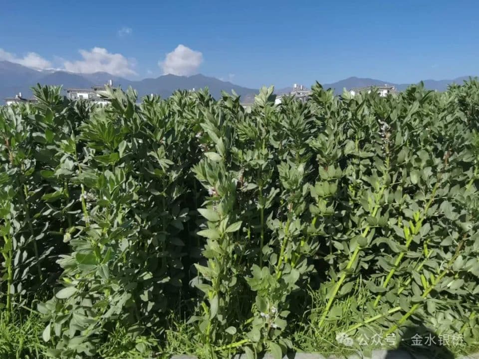 春日限定：一口蚕豆，吃进整个春天
