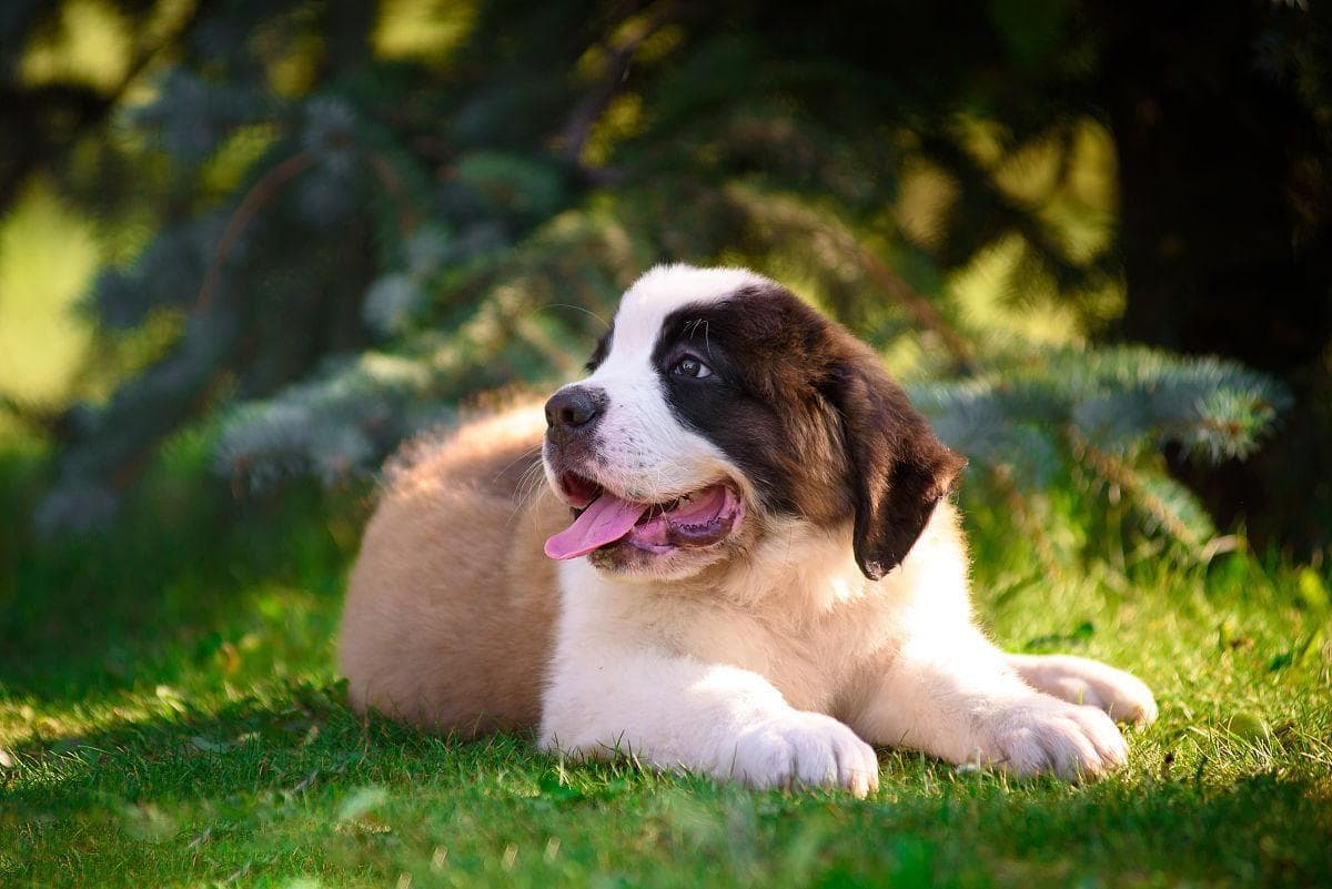 犬眼睑外翻：症状、原因、诊断与治疗全解析