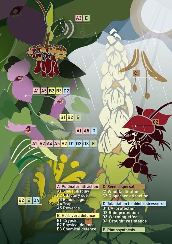 植物为什么发育丰富多彩的苞片？