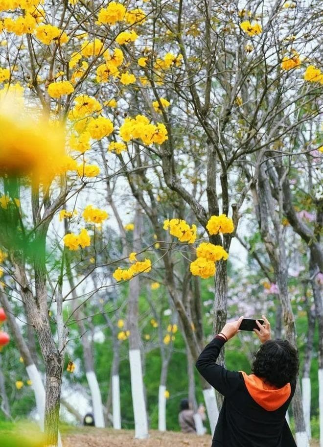 绿美珠海好风光，我们一起去踏春！