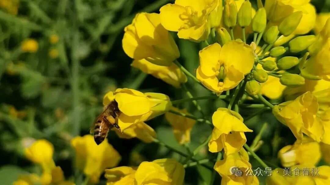 什么是低芥酸菜籽油？有利于健康还是骗局？
