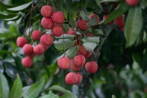 桂味荔枝高价上市，荔枝价格回暖