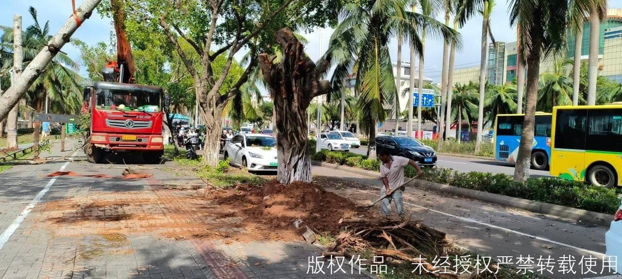 台风造成全省范围内树木倒伏数量高达27.26万株！怎么扶正？如何复种？