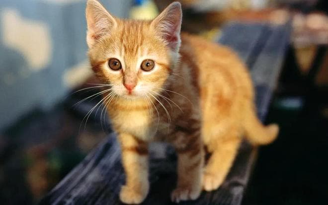 兽医提醒：养猫不能只吃猫粮，容易尿闭