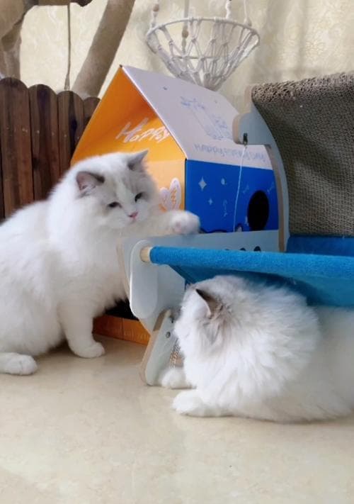 揭秘猫咪哈气的真相：是打架信号还是情绪表达？