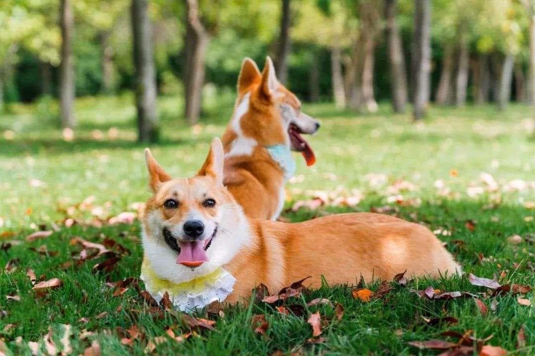 犬急性胰腺炎：症状、原因、诊断与治疗全解析
