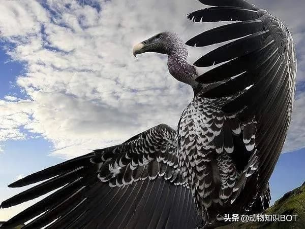 猛禽类：自然界的空中霸主