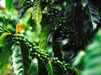 咖啡烘焙全解析：从生豆到香醇的完美蜕变