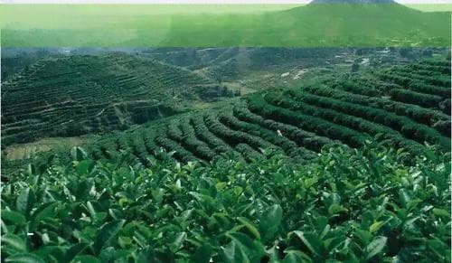 探寻古早味茶叶：一款独特风味的茶饮之旅