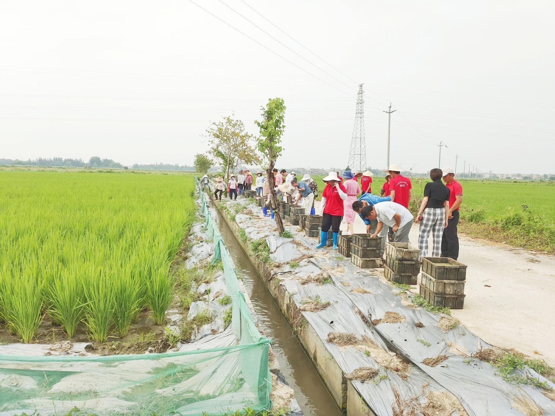 水稻＋ 走出乡村振兴好“稻”路