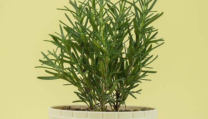 迷迭香种植方法及养护，迷迭香的种植方法，迷迭香如何种植