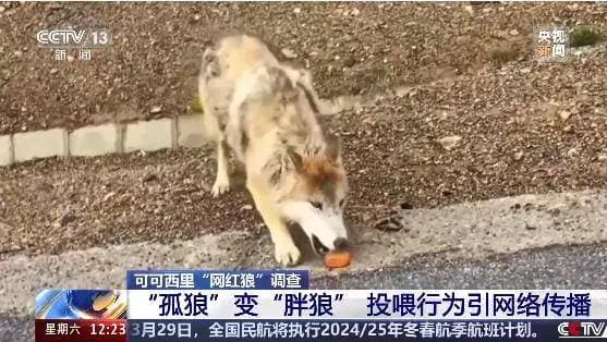 可可西里的野狼，从瘦骨嶙峋到网红胖球：愚蠢的人类请不要再投喂了！
