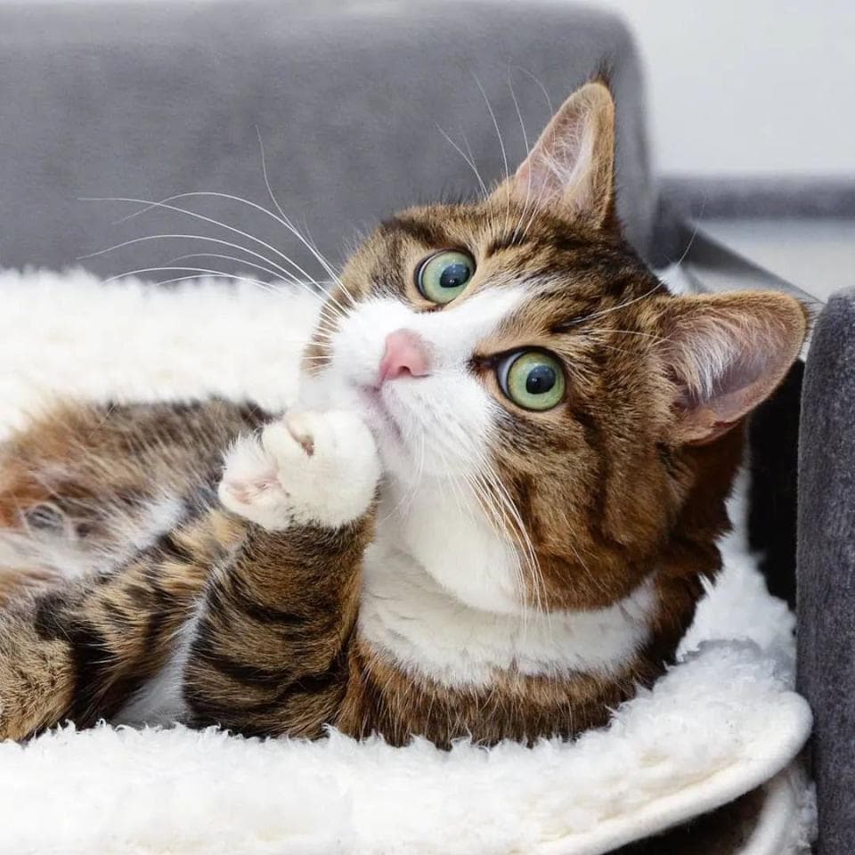 猫猫与水的那些爱恨情仇！（饮水篇）