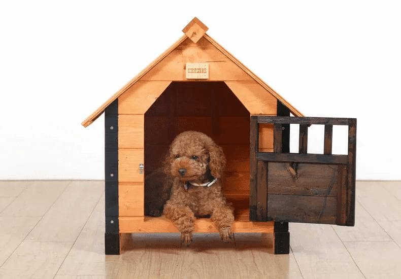 新手指南：养犬必备的准备工作有哪些？