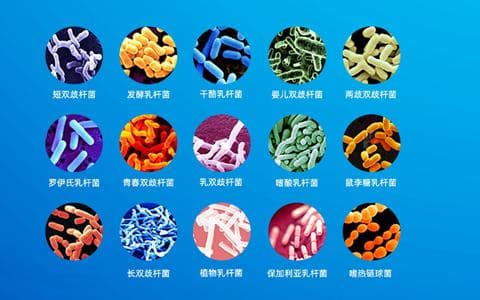 可用于食品的益生菌菌种名单