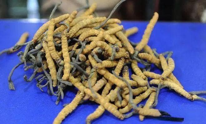 野生虫草跟人工虫草怎么区分？