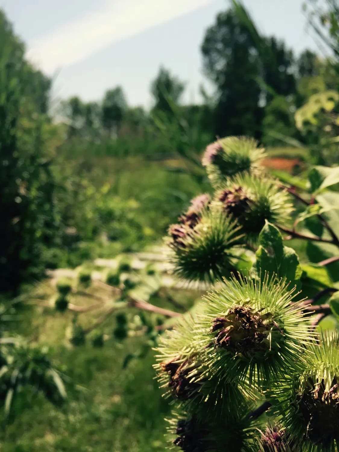牛蒡根种植技巧大揭秘，防病虫害秘籍来了！