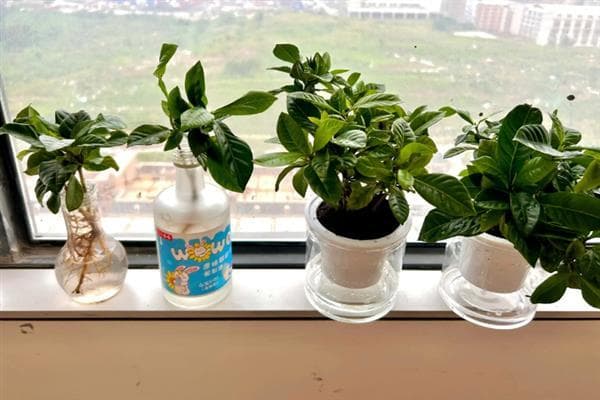 水培栀子花要注意什么，每次换水时都要添加营养液