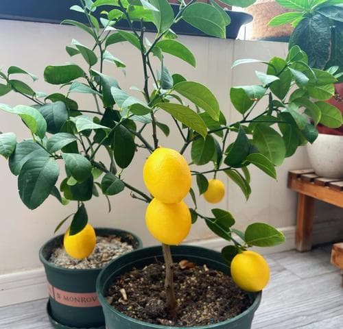 从零开始养好柠檬树（柠檬树的养殖方法和注意事项详解）