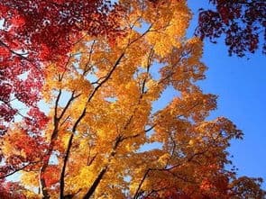 山麓的正确发音