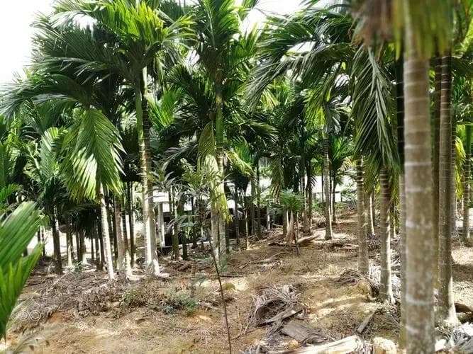 全球槟榔地图：从海南岛到东南亚，品味与产业的双重巅峰