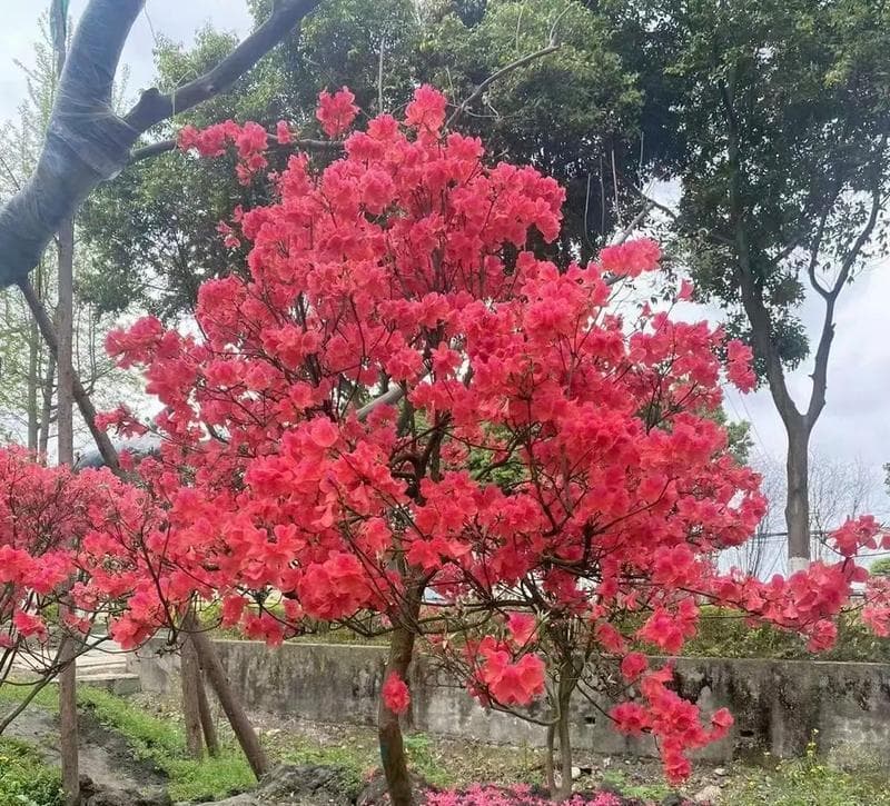 探秘映山红生长的环境（从地理位置、气候条件到土壤要求全方位解析）