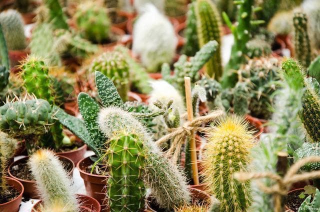 仙人掌类的植物，种类繁多，这13种是我国各地常见栽培