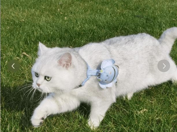 遛猫小日常