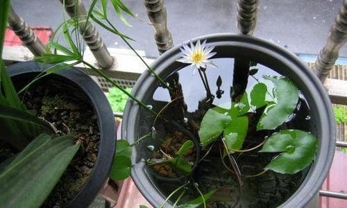 如何养殖旺盛的水培碗莲（水培碗莲的养护技巧和方法）