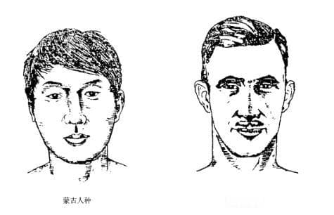 只有阿伊努人和波利尼西亚人被定位为蒙古人种和赤道人种的过渡类型