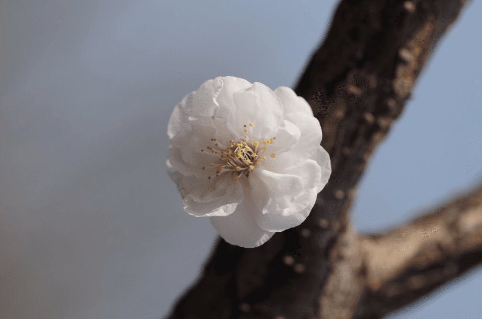 早春桃李杏梅樱花，该如何分辨？市园林绿化局指南来了