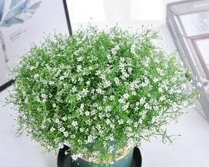 满天星种子种植过程（从播种到开花）