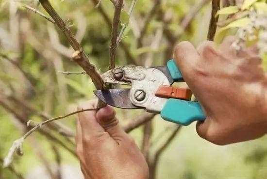 提高植物扦插成活率：从采条到管理的六大关键步骤