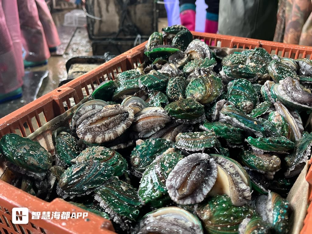 新春走基层丨养鲍人的春节坚守：用汗水浇灌连江鲍鱼致富梦