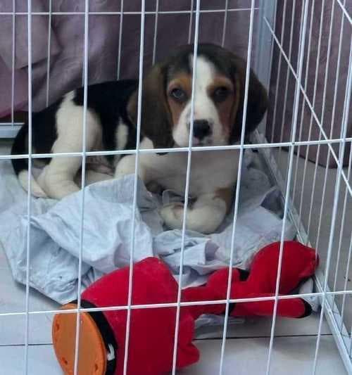比格犬的优缺点及养育指南