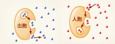 出胞和入胞