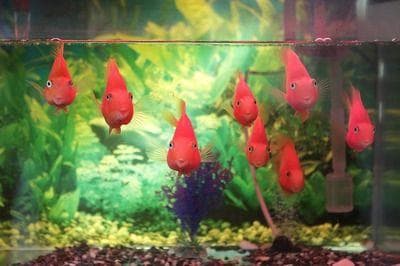 金龙鱼鱼缸最小尺寸：从单条到混养的全方位解析
