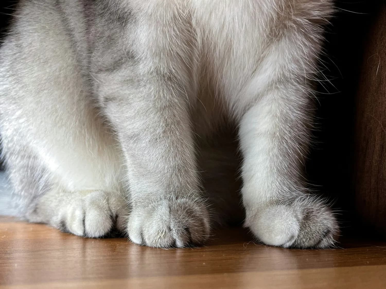 猫咪抬爪竟是健康预警？