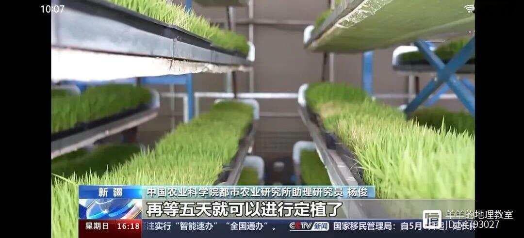 沙漠里种水稻！靠的是什么黑科技？