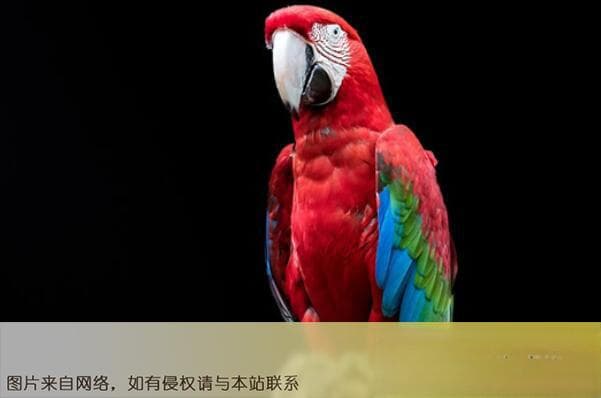 金刚鹦鹉榜上有名