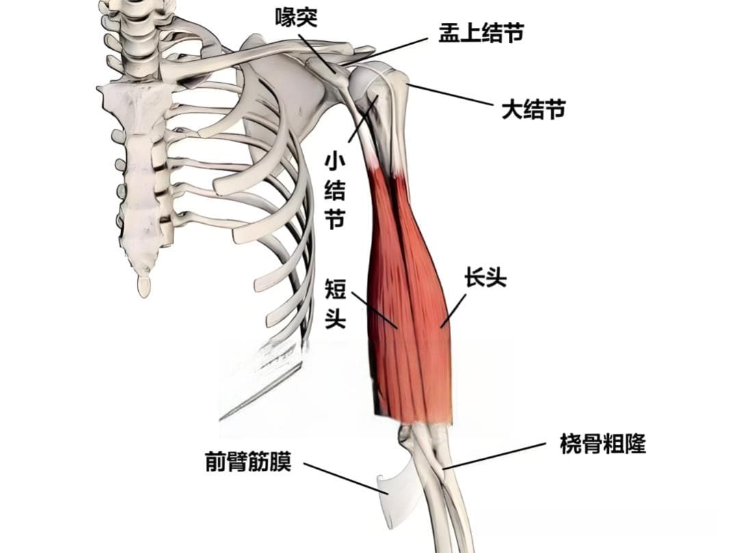 【神经反射疗法】肩痛的必治点