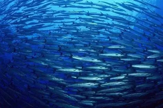 站在海洋食物链顶端的掠食者的栖息地在未来可能会大量消失