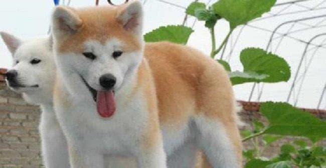 如何选购一只适合自己的秋田犬？全方位指南