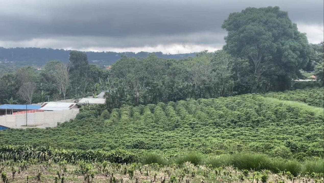 哥斯达黎加咖啡产量将锐减15%，启动低碳种植应对危机