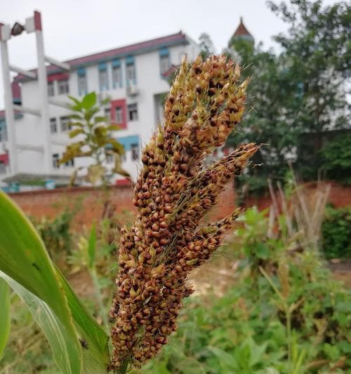 高粱属于什么作物？高粱的分类和用途有哪些？