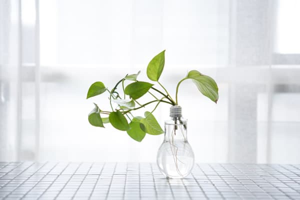 室内水培植物有哪些？适合养在室内的水生植物大全