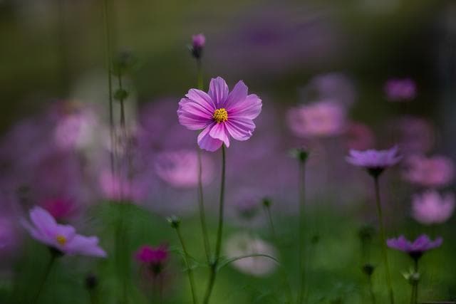 格桑花的魅力——解读其花语、寓意及多方面价值